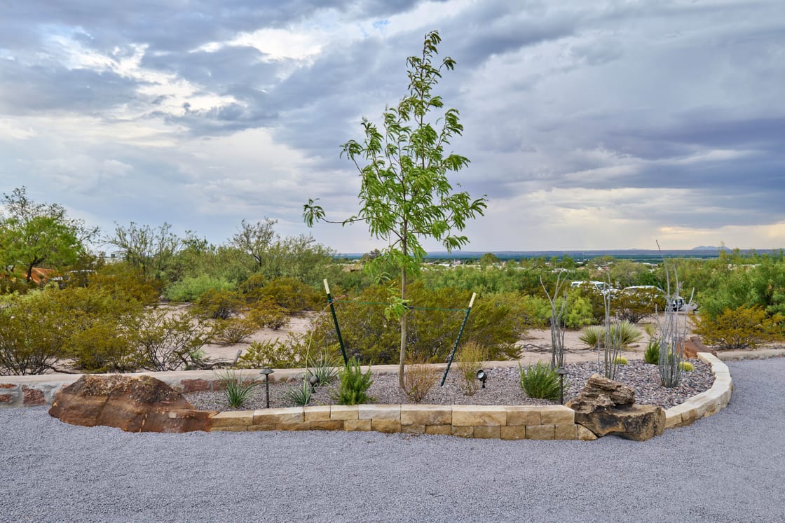 Gravel paths around curved stone planting beds with trees and desert planting.