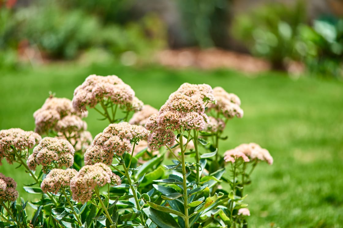 Pale flower clusters above green foliage beside a lawn.